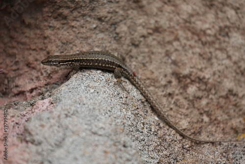 common lizard on a sand stone in the sun sunbathing