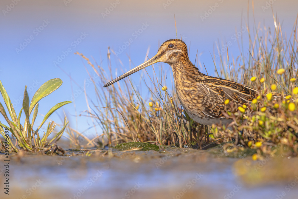 Fototapeta premium Common snipe wader bird in marshland vegetation