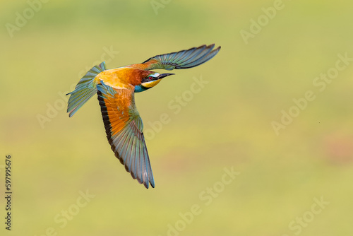 Bee Eater flying on blurred background © creativenature.nl