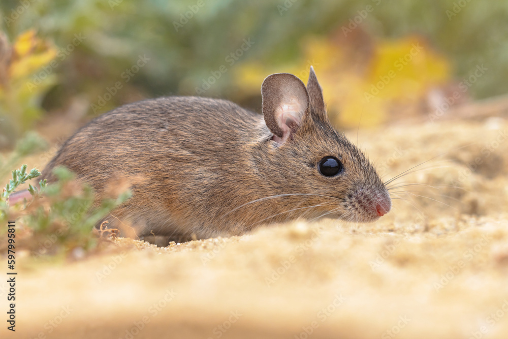 Wood Mouse in Natural Environment with Plants Wood Mouse in Natural Environment with Plants