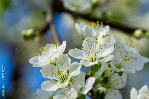 Kirschblüten