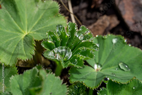 Wassertropfen auf Blatt