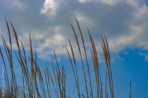 Tall grass against the blue sky and clouds