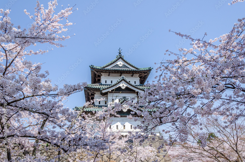 弘前公園の桜と弘前城 弘前公園の桜と弘前城