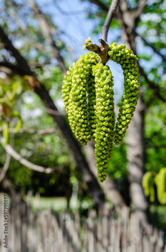 Flower of walnut. Branch of walnut closeup in spring. Flower of walnut close up.