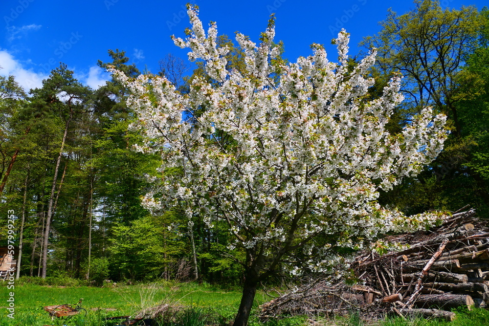 Blühender Apfelbaum Blühender Apfelbaum