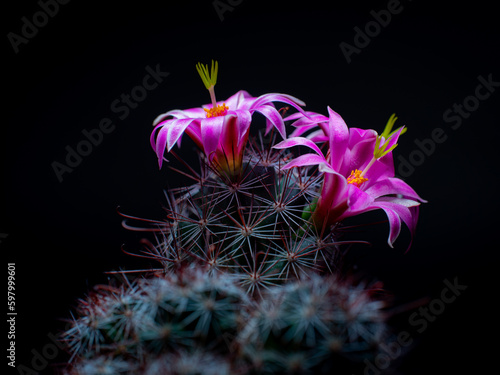 Mammillaria Benneckei, a ty...