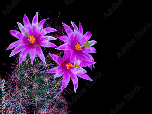 Mammillaria Benneckei, a ty...