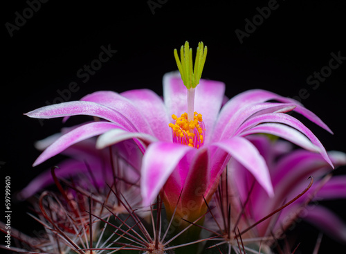 Mammillaria Benneckei, a ty...