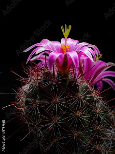 Mammillaria Benneckei, a ty...