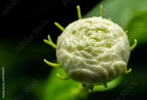 Overlapping jasmine flowers...
