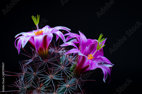 Mammillaria Benneckei, a ty...