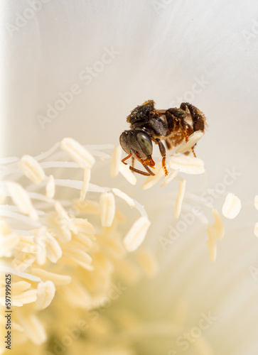 Mim or bee stinger is an in...