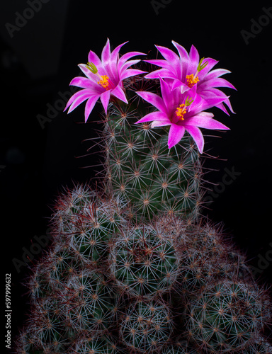 Mammillaria Benneckei, a ty...
