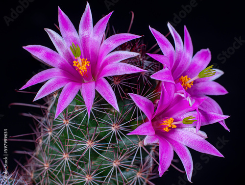 Mammillaria Benneckei, a ty...