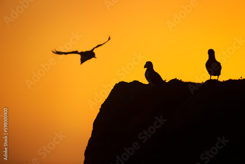 Group of Atlantic puffins on a cliff at sunset in Fair Isle