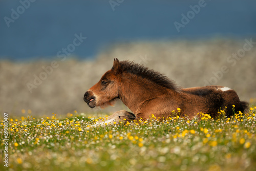 Shetland little pony lying in the meadow with flowers