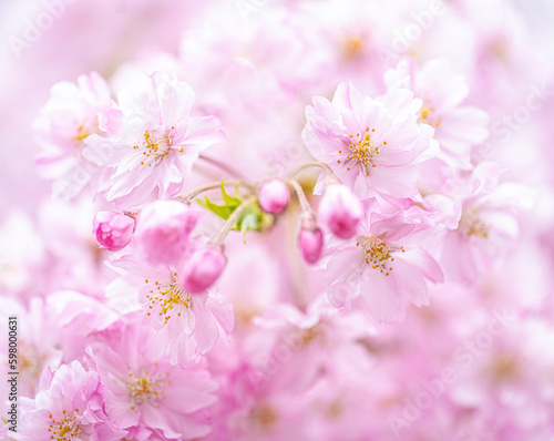 Pink Cherry Blossoms Spring Flowers