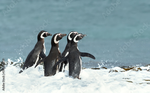 Group of Magellanic penguins in water