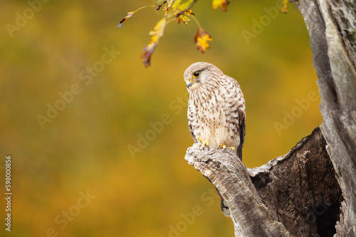Bild auf Leinwand Common kestrel perched on a post in autumn