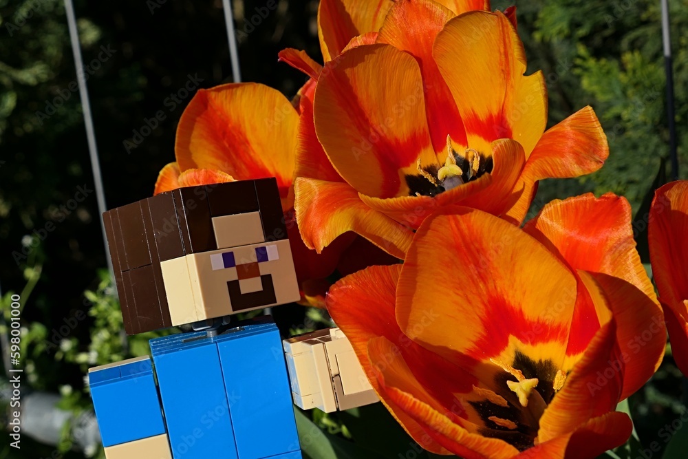 Fototapeta premium LEGO Minecraft large figure of main character Steve examining beautiful flame-like coloured orange to yellow Didier's Tulip flowers, latin name Tulipa Gesneriana, in spring garden near garden fence.