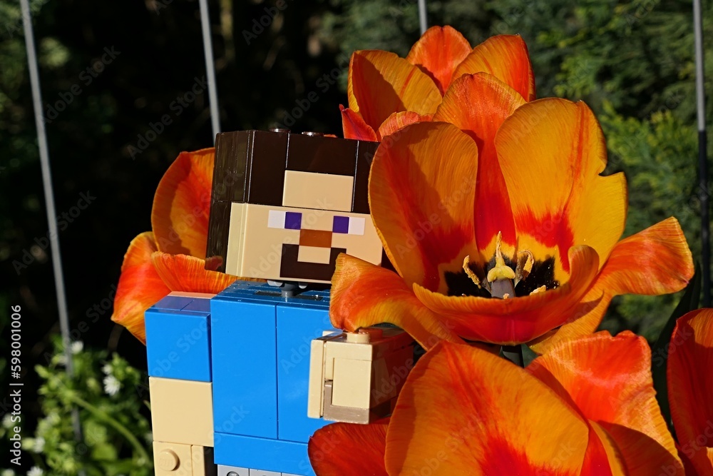 Fototapeta premium LEGO Minecraft large figure of main character Steve adoring beautiful flame-like coloured orange to yellow Didier's Tulip flowers, latin name Tulipa Gesneriana, in spring garden near garden fence.