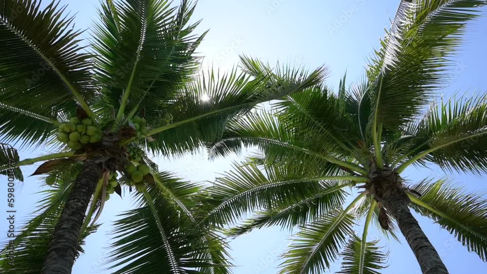 leaf of coconut trees flutter slow motion on blue sky, beautiful natural background leaf of coconut trees flutter slow motion on blue sky, beautiful natural background