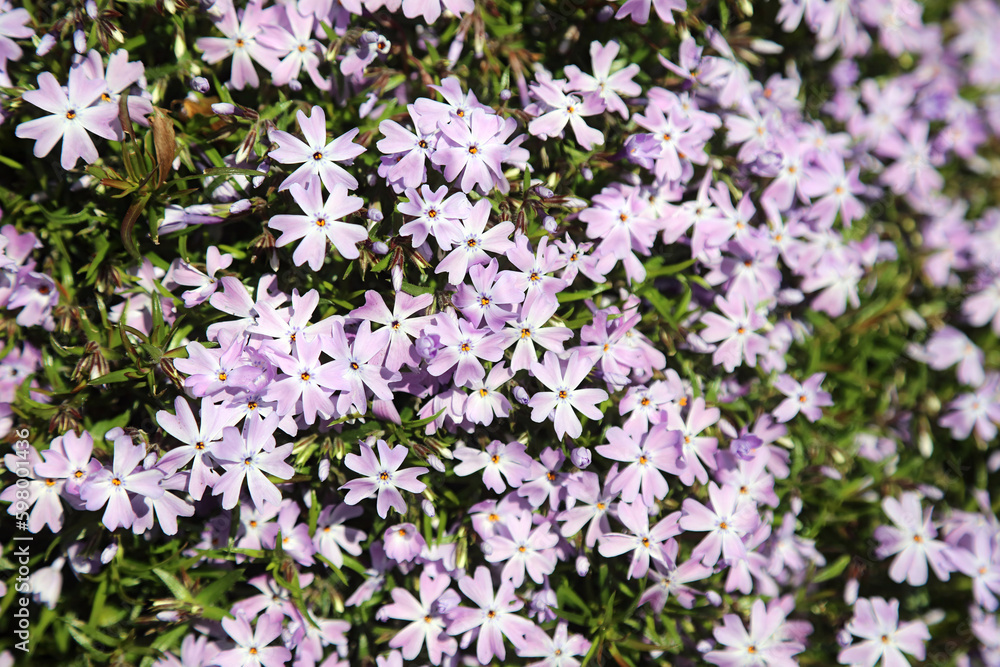 Bed of Moss Phlox, Sheffield South Yorkshire
Bed of Moss Phlox, Sheffield South Yorkshire