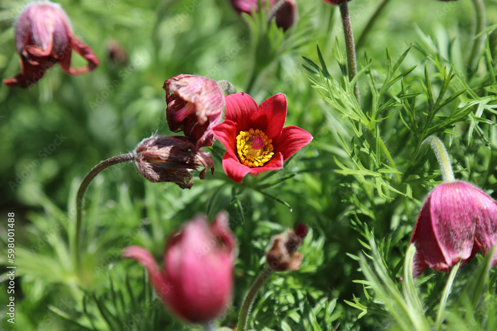 Closeup of a red Pasqueflower bloom, Sheffield South Yorkshire
Closeup of a red Pasqueflower bloom, Sheffield South Yorkshire