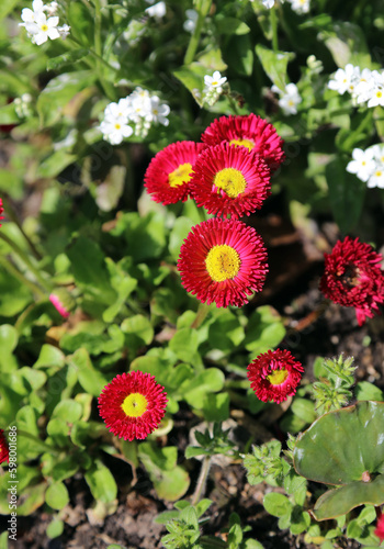 Sunlit red and yellow Bellis Perennis Tasso blooms, Sheffield South Yorkshire
