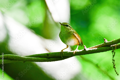 新緑の初夏の森で囀る小さなかわいい野鳥ヤブサメ © trogon