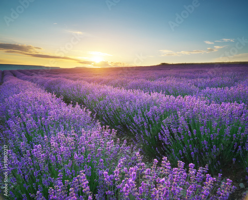 Meadow of lavender at sunset © GIS