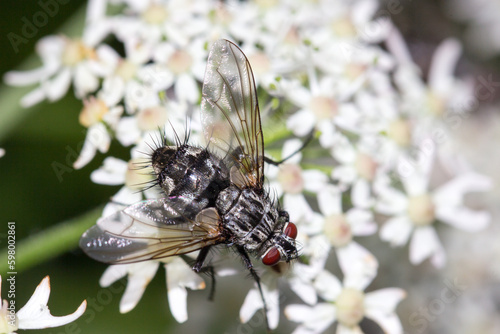 Fliege in Nahaufnahme mit Facettenaugen.
Fliege sitzend auf einer weißen Wildblume.
Hintergrund zum Beispiel für Tapeten, Leinwandbilder etc.