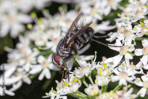 Fliege in Nahaufnahme mit Facettenaugen.
Fliege sitzend auf einer weißen Wildblume.
Hintergrund zum Beispiel für Tapeten, Leinwandbilder etc.
