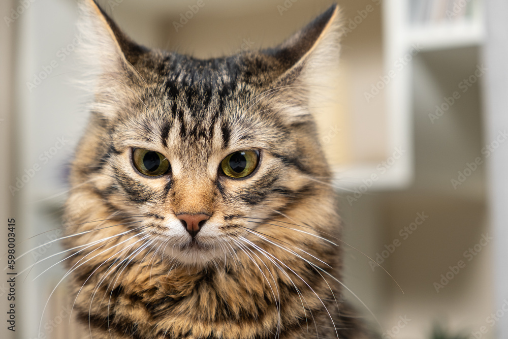 Portrait of a fluffy young tabby cat with yellow-green eyes looking at the camera, a cat's gaze.