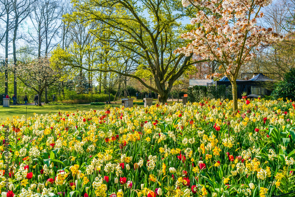 LISSE, HOLLAND - APRIL 19, 2023: Visitors enjoy blooming flowers in Keukenhof Park, one of the world's largest flower gardens and a worldwide popular tourist attraction. LISSE, HOLLAND - APRIL 19, 2023: Visitors enjoy blooming flowers in Keukenhof Park, one of the world's largest flower gardens and a worldwide popular tourist attraction.