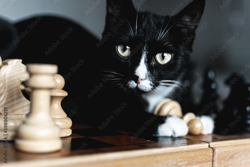 a black cat with white paws is lying on a chessboard. wooden chess pieces stand on the board. preparing for the game. intellectual games for the development of the mind. vintage gray background. 