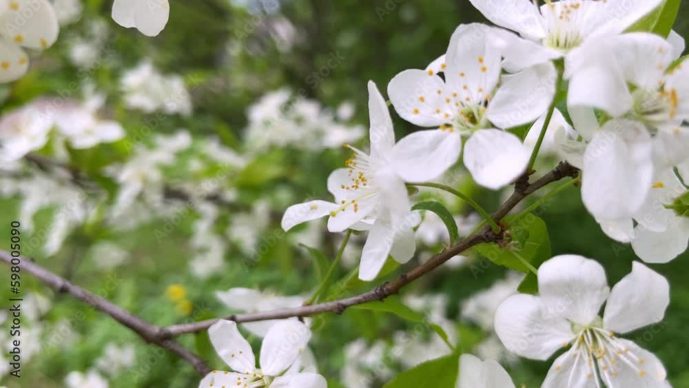 Spring flowers are blooming. Plum blossom blooming on a sunny spring day. The concept of awakening nature. Spring flowers are blooming. Plum blossom blooming on a sunny spring day. The concept of awakening nature.