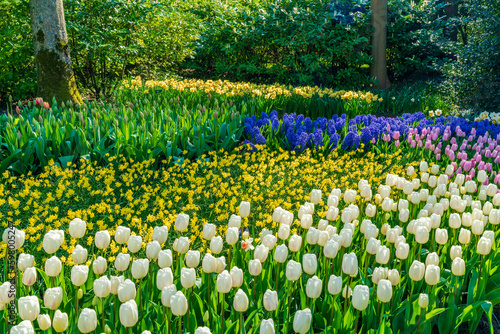 Beautiful blooming flowers in Keukenhof Garden in Holland. Selective focus #598005247