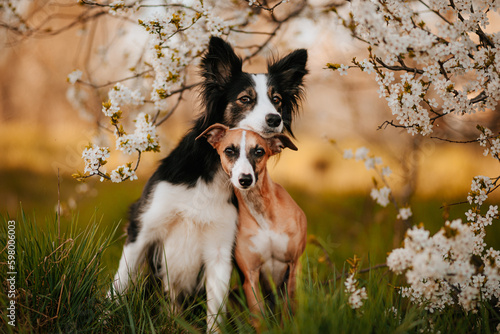 Fototapeta Naklejka Na Ścianę i Meble -  Dwa psy border collie i whippet przytulają się do siebie w sadzie jabłoni o zachodzie słońca