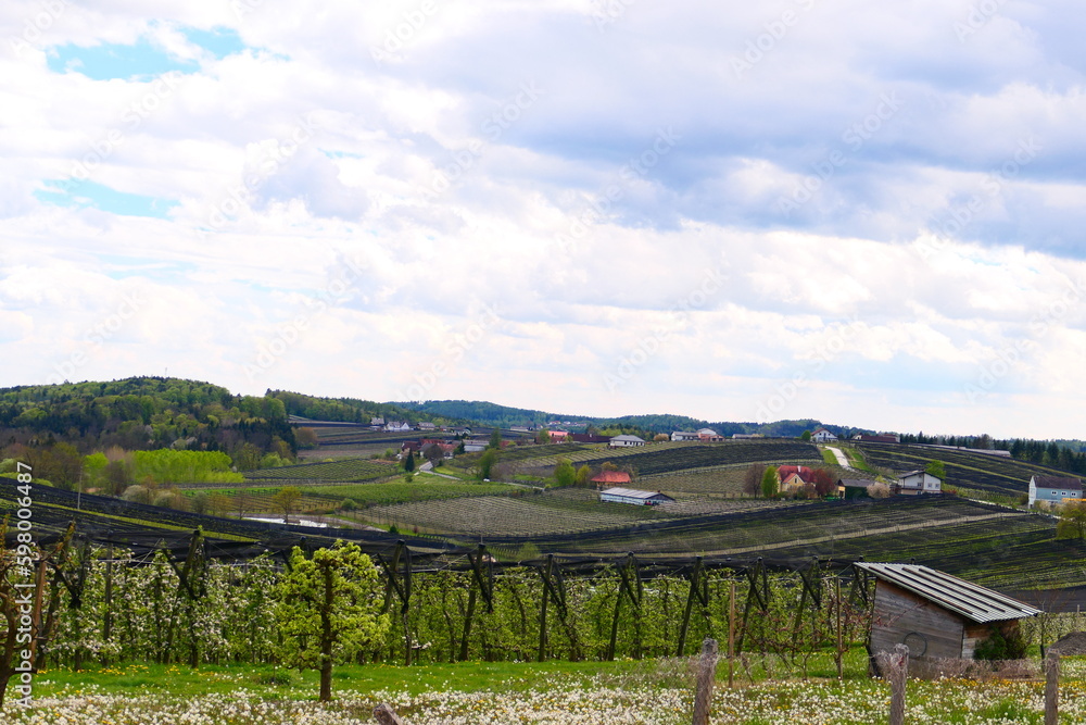 Apfelanbau in der Steiermark (17)