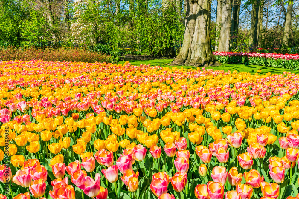 Beautiful Keukenhof Garden with blooming tulips, Holland. Selective focus Beautiful Keukenhof Garden with blooming tulips, Holland. Selective focus