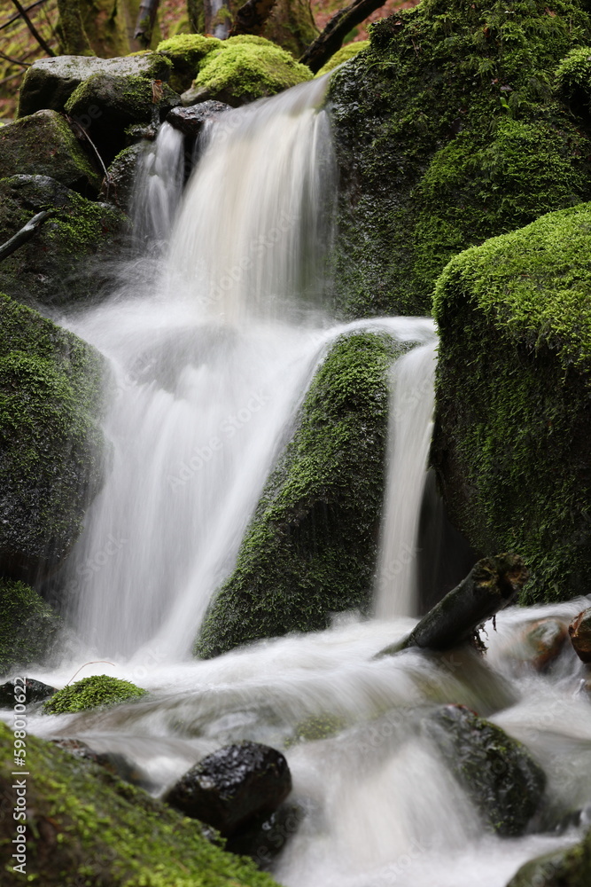 mossy creek in a gorge in the woodlands