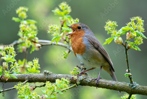 Robin singing (Erithacus rubecula)