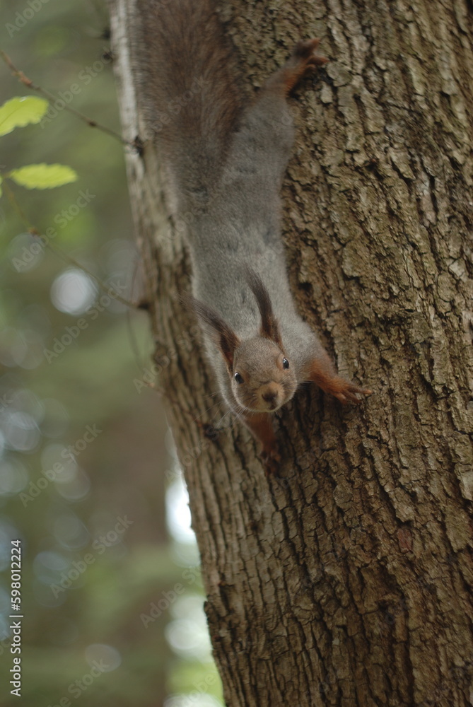 Obraz premium squirrel on tree