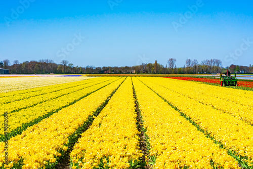 Fields with colorful tulips in Lisse  Holland