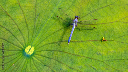 Looking down on a blue dragonfly resting on lily pad leaf in a pond