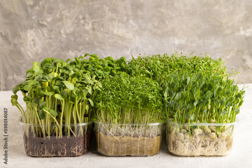Set of boxes with microgreen sprouts of green basil, pea, cilantro, sunflower, watercress on gray. Side view. Set of boxes with microgreen sprouts of green basil, pea, cilantro, sunflower, watercress on gray. Side view.