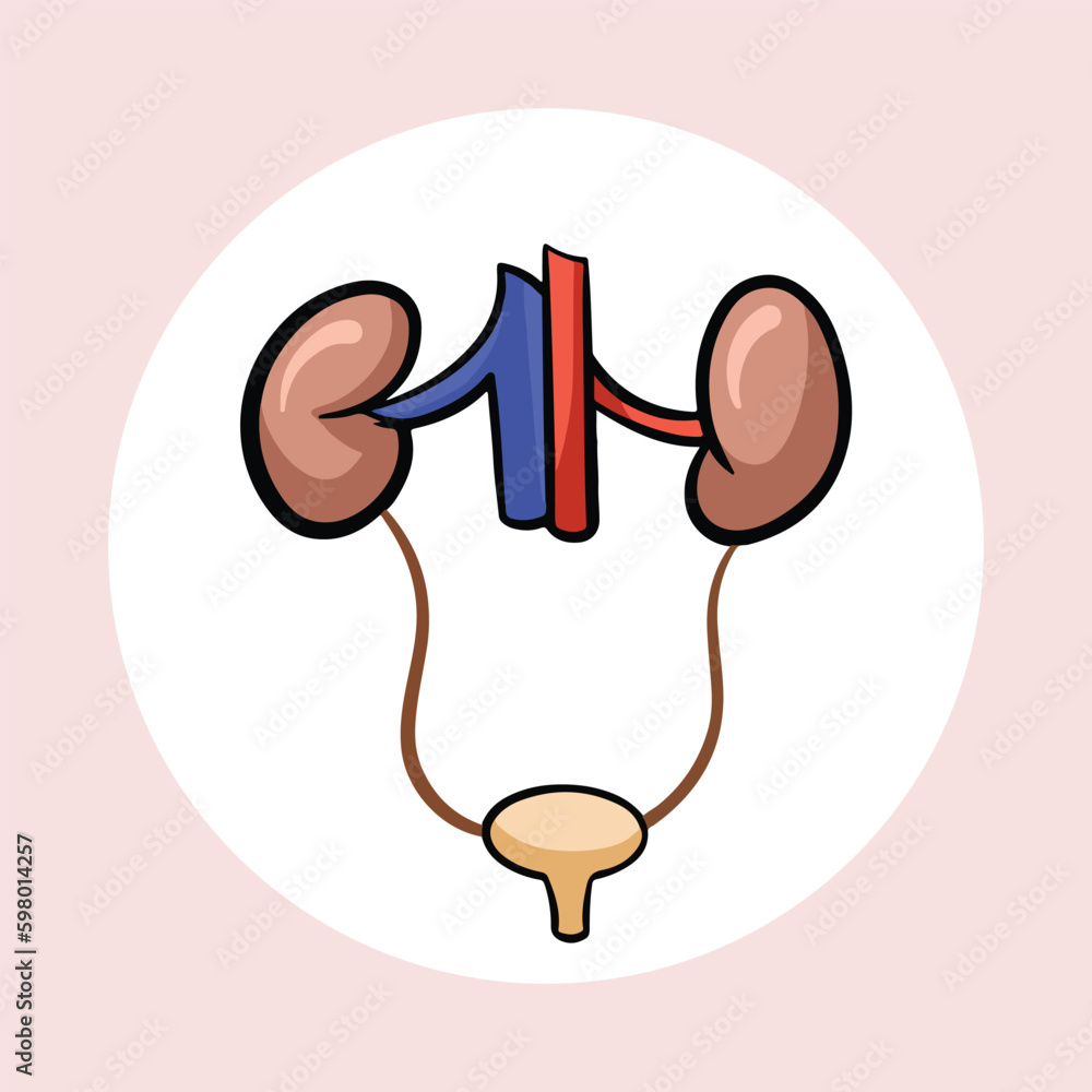 Pair of human excretory organ, kidneys. Isolated vector illustration on square brown background and white circle. Medical and health themed vector drawing with outlined cartoon art style. Pair of human excretory organ, kidneys. Isolated vector illustration on square brown background and white circle. Medical and health themed vector drawing with outlined cartoon art style.