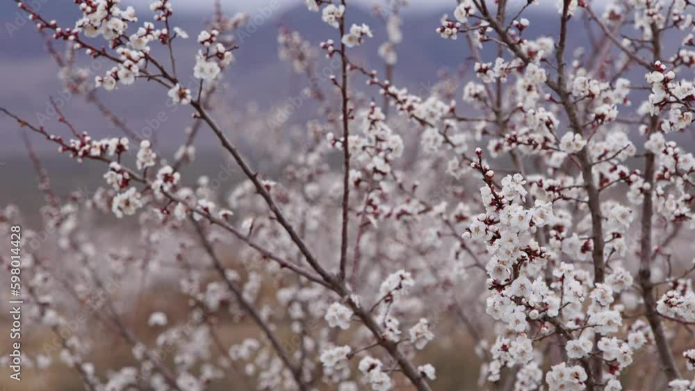 Apricot tree blossoms in Kyrgyzstan at early spring Apricot tree blossoms in Kyrgyzstan at early spring